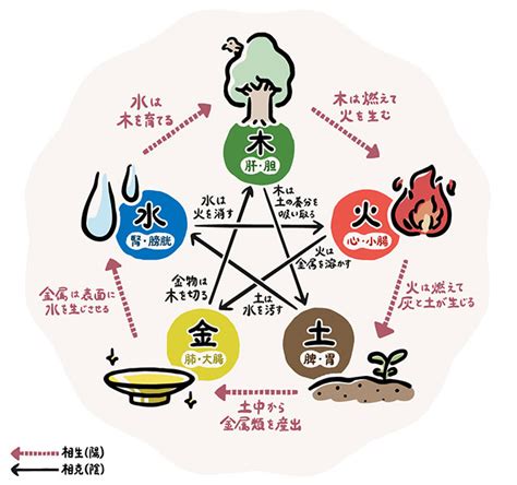 五行色体表とは|五行説の概要と人体との関係 